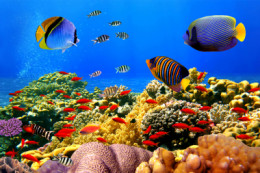 Коралові рифи та їх мешканці
