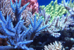 ZEOvit система от Korallen-zucht
