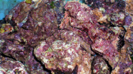 Живые камни в морском аквариуме