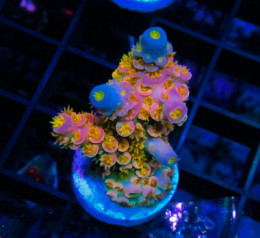 Посібник з успішного вирощування красивих SPS коралів.
