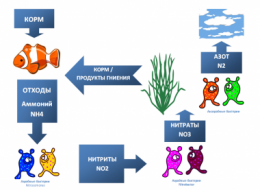 Азотний цикл у морському акваріумі