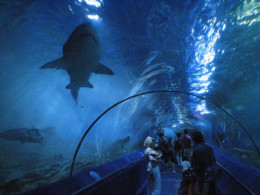 10 найбільших акваріумів світу