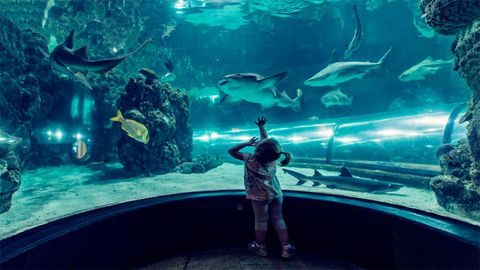 морской аквариум с акулами