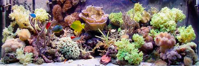 морской аквариум / рифовый аквариум с мягкими кораллами
