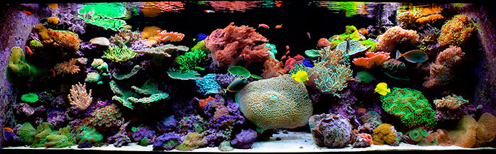 змішаний морський риф - морський акваріум з LPS та SPS коралами