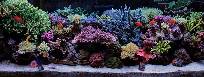Морський рифовий акваріум